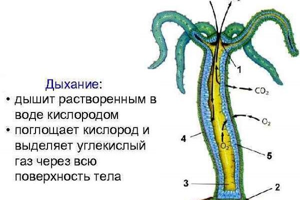 Даркнет заказ